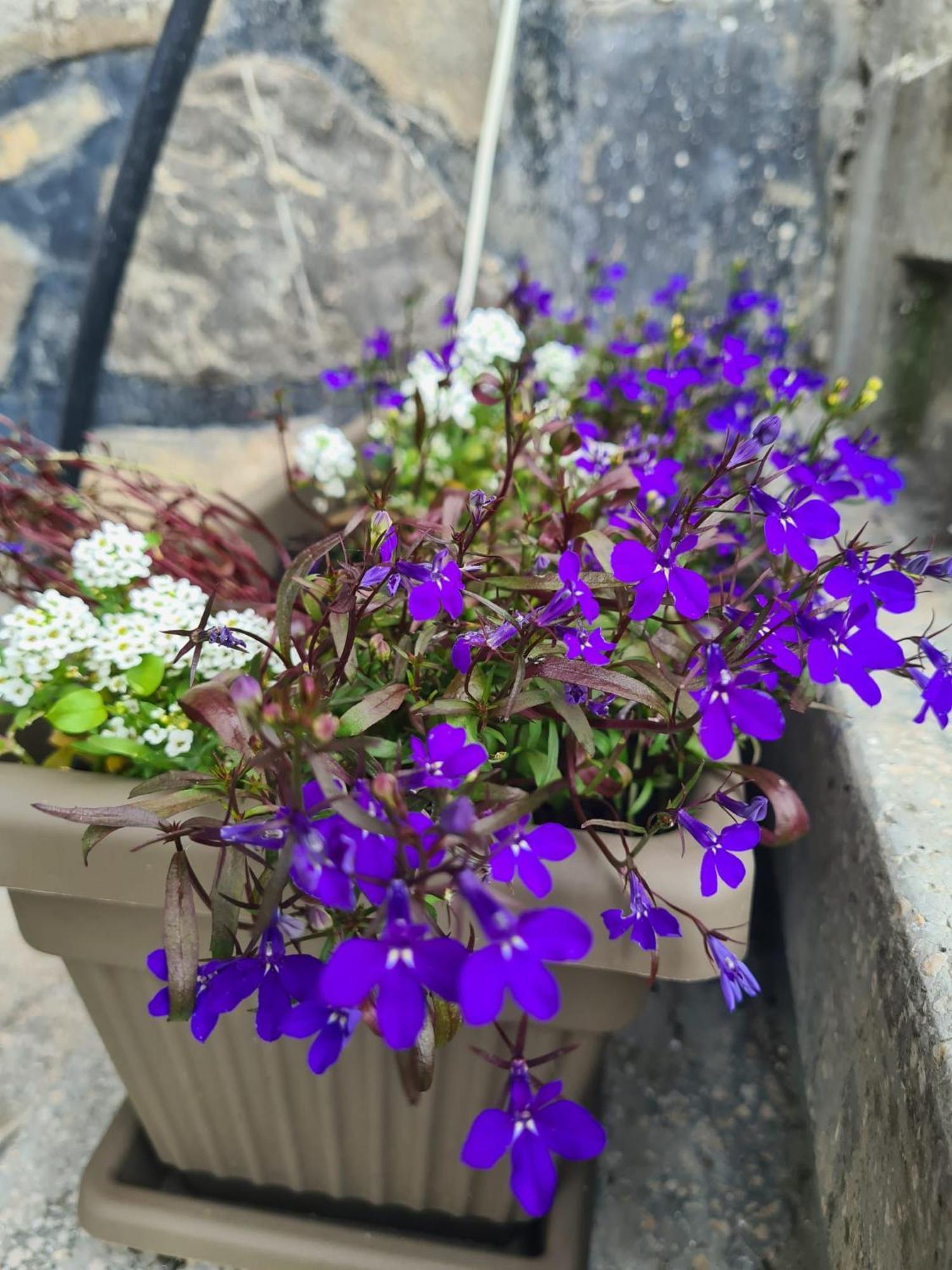Vila Vitalis 프레데알 외부 사진